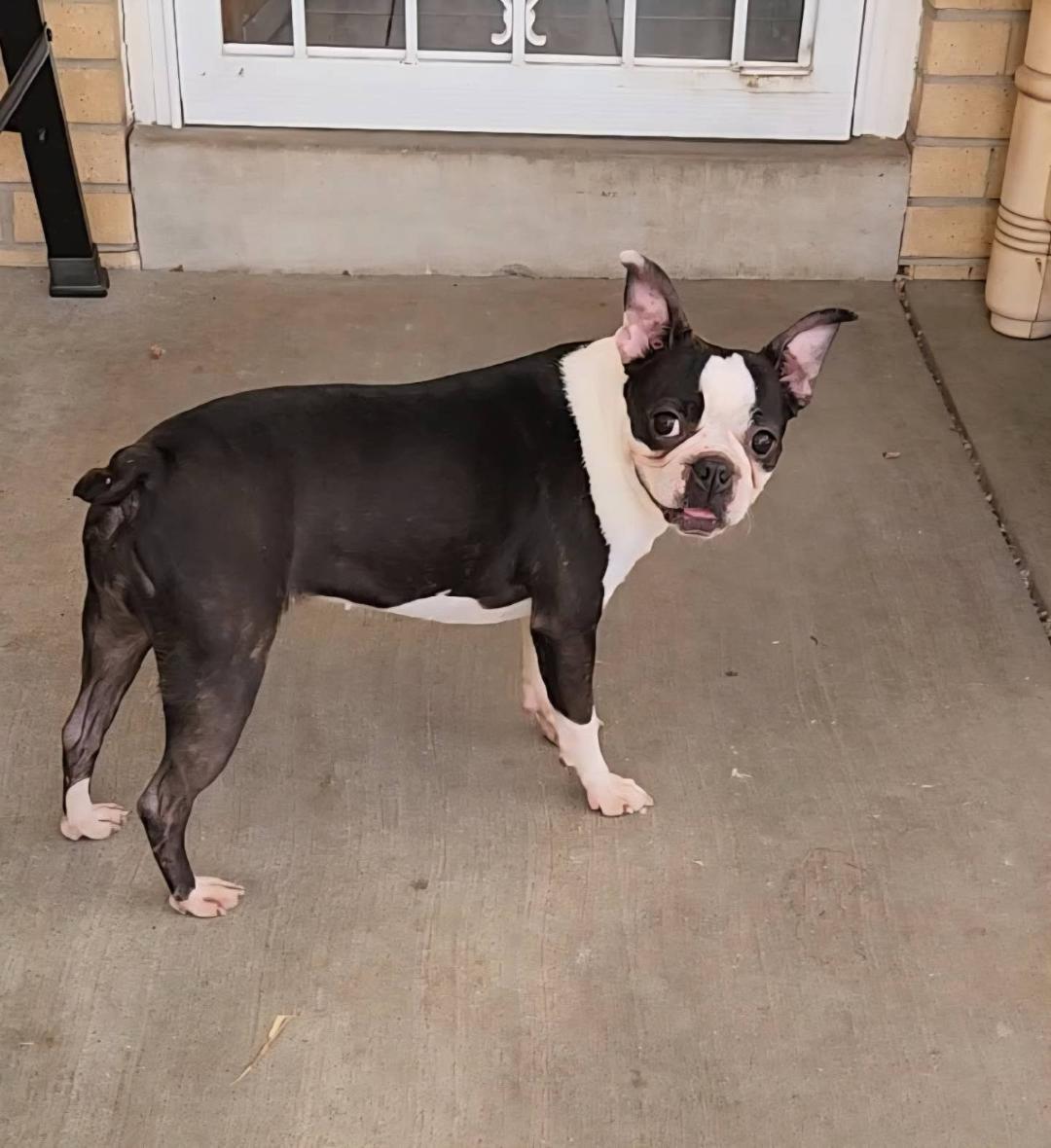 Bisquit - Pending, a ADOPTABLE Boston Terrier in Littleton, CO image 3/5
