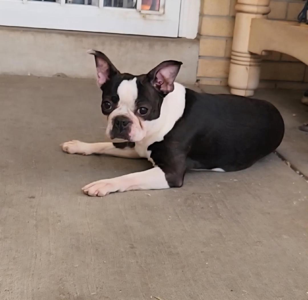 Bisquit - Pending, a ADOPTABLE Boston Terrier in Littleton, CO image 2/5