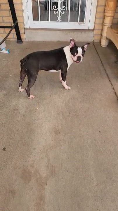 Enlarge Bisquit - Pending, a ADOPTABLE Boston Terrier in Littleton, CO video 5/5