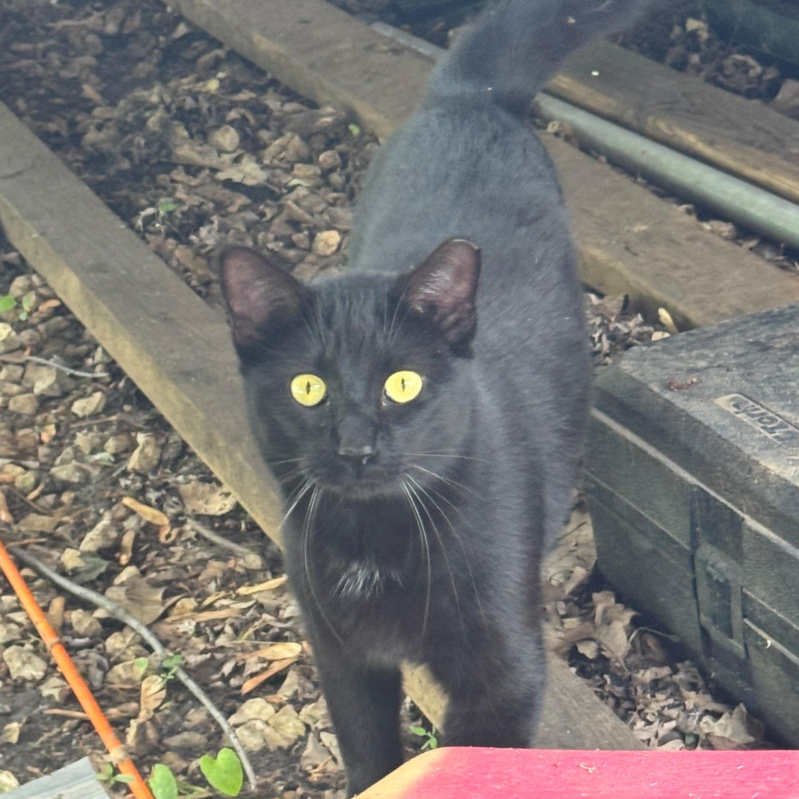 Enlarge Blackjack, a Adoptable Domestic Short Hair in Rochester, MN image 2/2