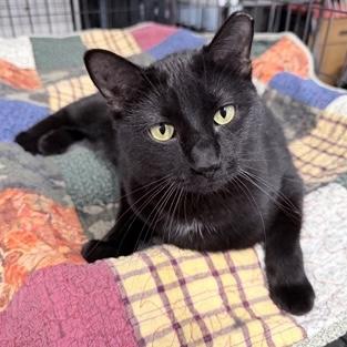 Enlarge Blackjack, a Adoptable Domestic Short Hair in Rochester, MN image 1/4