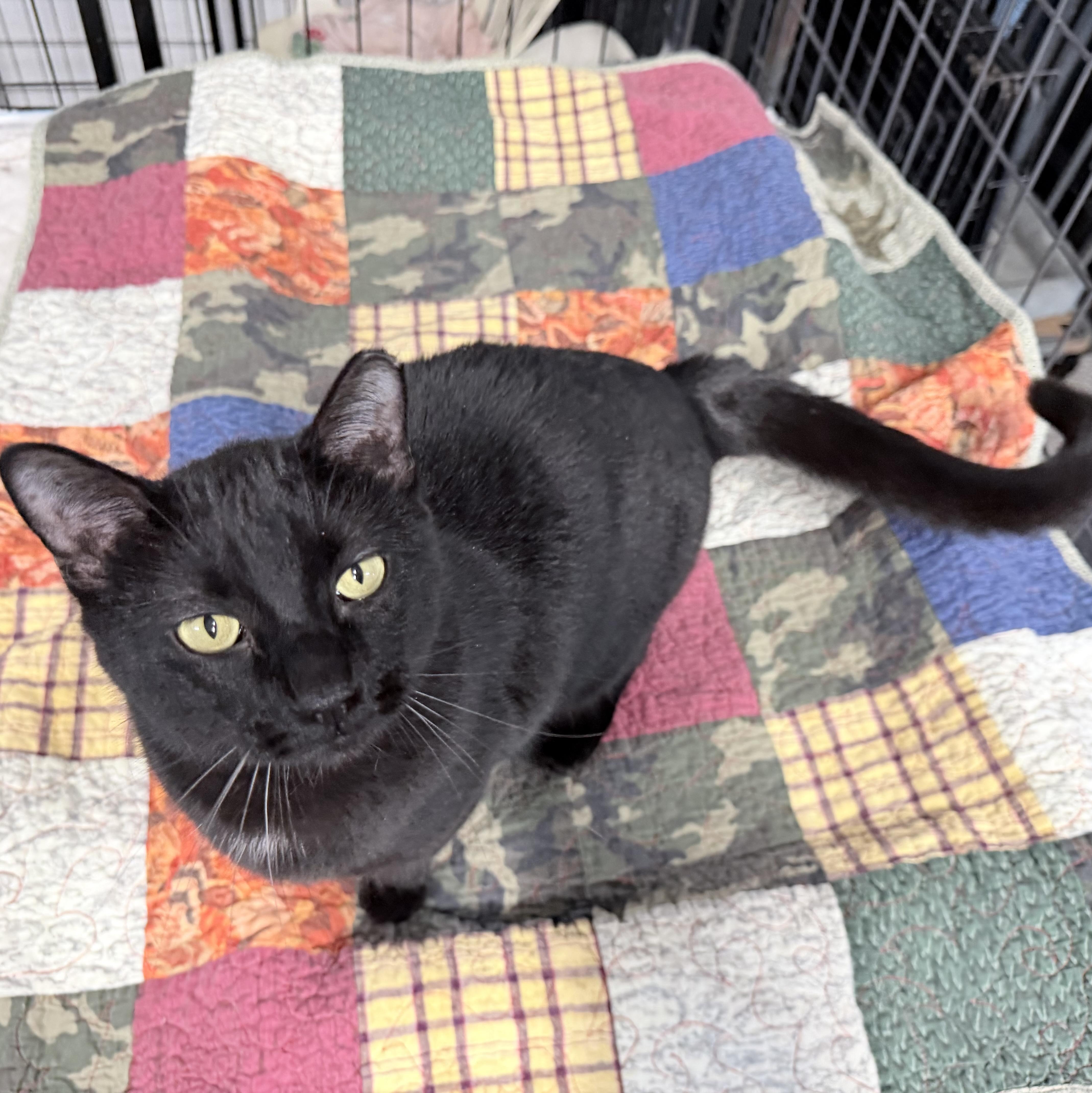 Enlarge Blackjack, a Adoptable Domestic Short Hair in Rochester, MN image 2/4