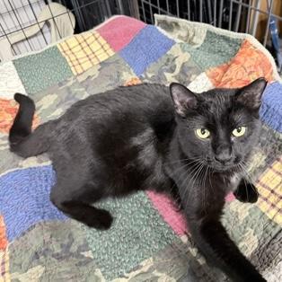 Enlarge Blackjack, a Adoptable Domestic Short Hair in Rochester, MN image 3/4