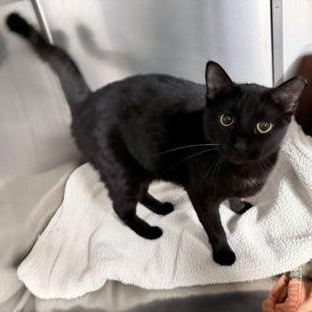 Enlarge Blackjack, a Adoptable Domestic Short Hair in Rochester, MN image 1/2