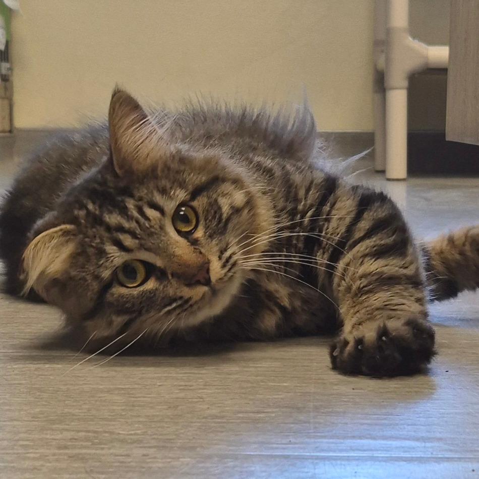 Romeo, Adoptable, Adult Male Domestic Medium Hair.
