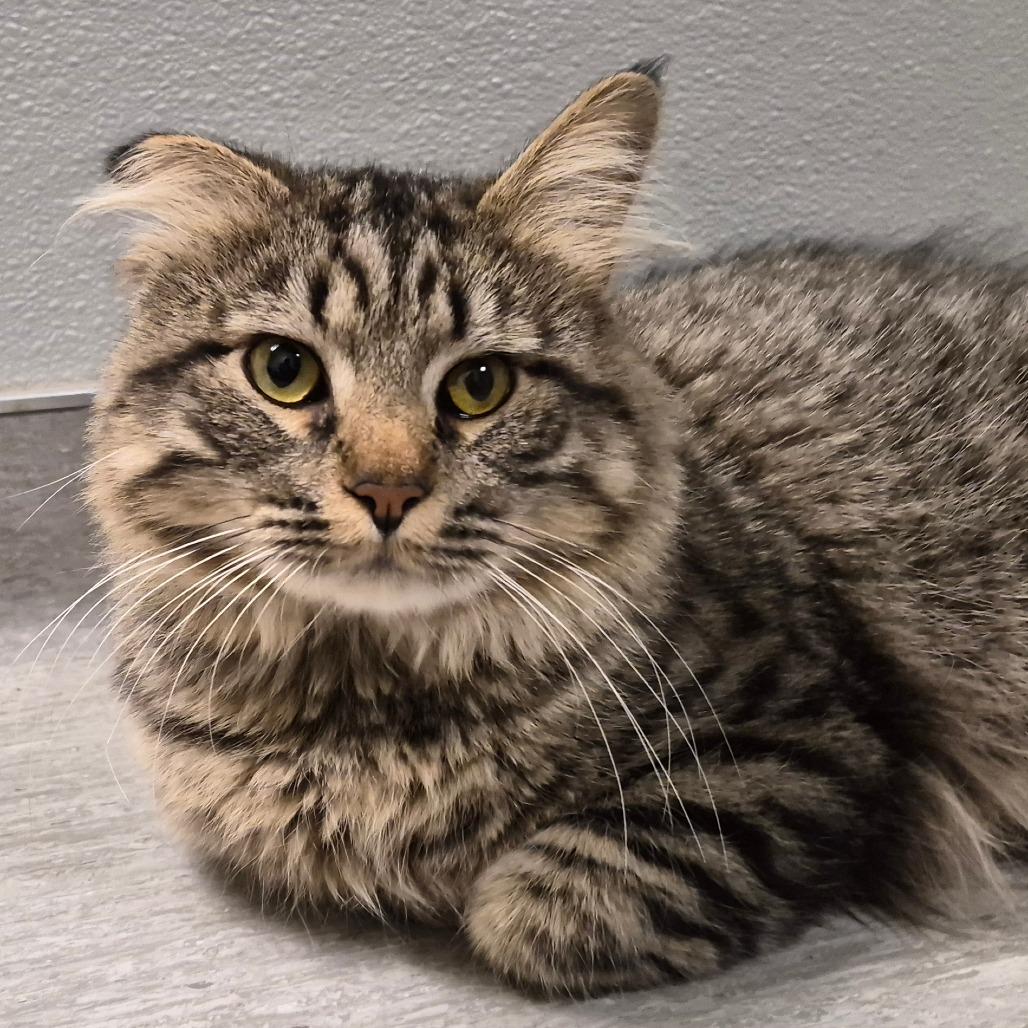 Romeo, a Adoptable Domestic Medium Hair in Columbia Station, OH image 2/6