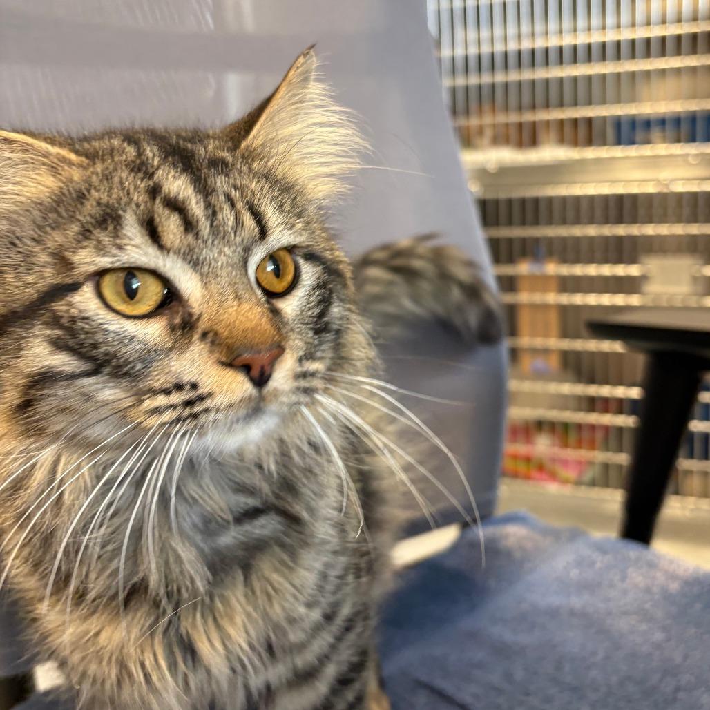 Romeo, a Adoptable Domestic Medium Hair in Columbia Station, OH image 3/6