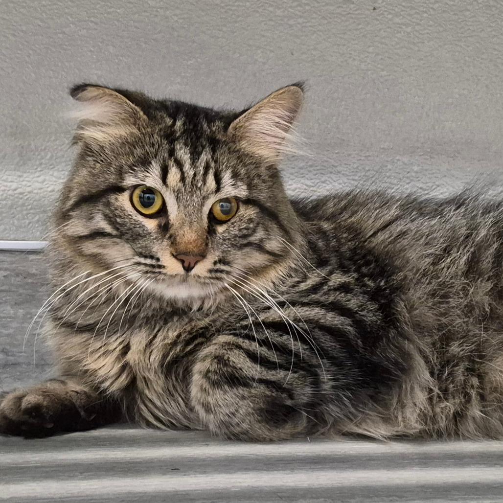 Romeo, a Adoptable Domestic Medium Hair in Columbia Station, OH image 4/6
