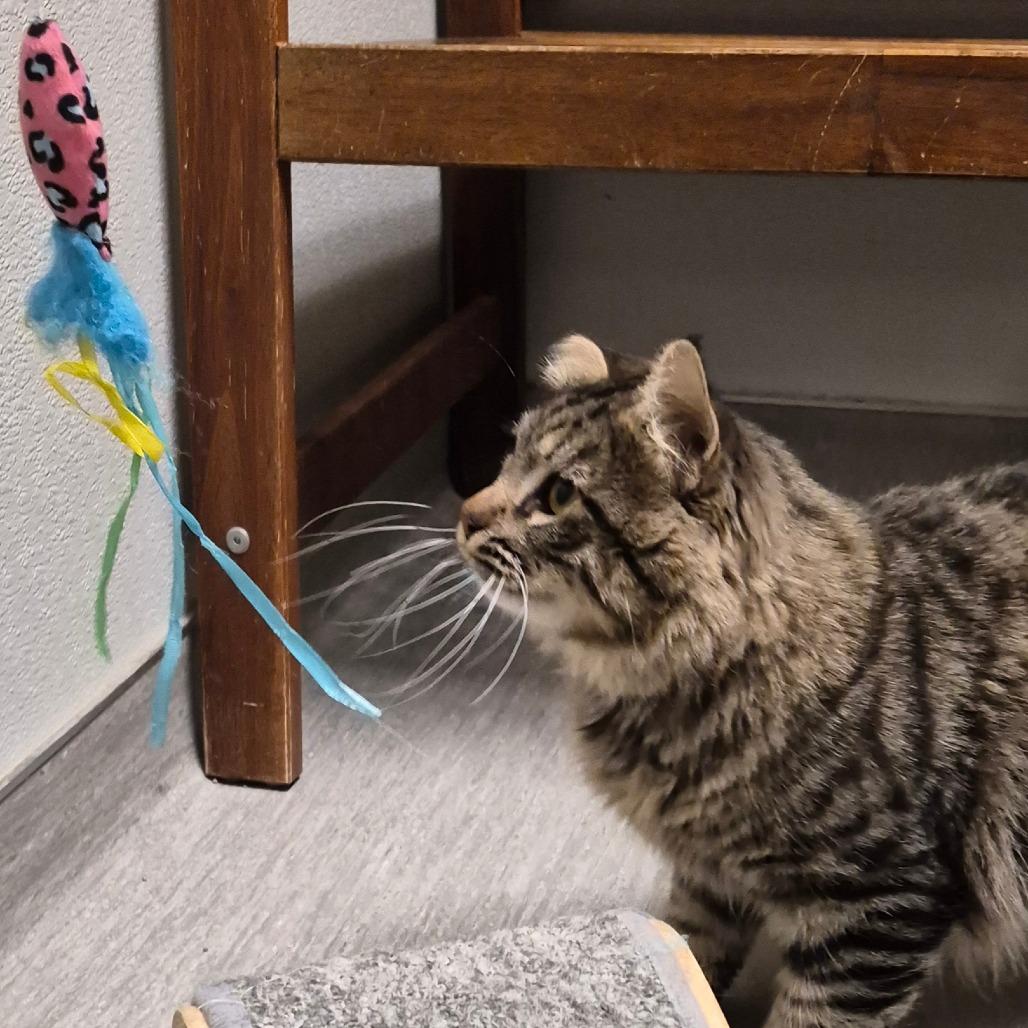 Romeo, a Adoptable Domestic Medium Hair in Columbia Station, OH image 5/6