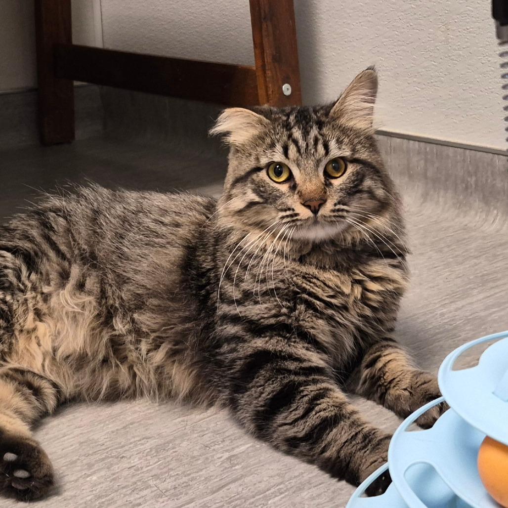 Romeo, a Adoptable Domestic Medium Hair in Columbia Station, OH image 6/6