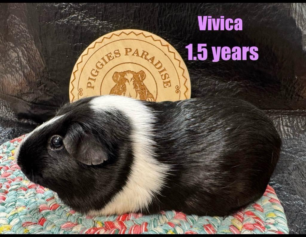 Enlarge Vivica, a Adoptable Short-Haired in Red Oak, IA image 1/1