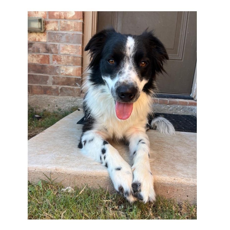 Luke, Adoptable, Adult Male Border Collie & Corgi.