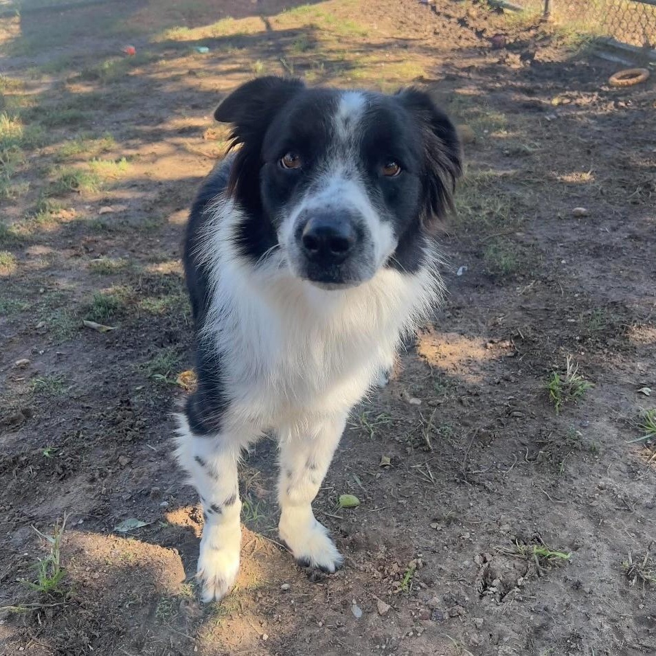 Enlarge Luke, a Adoptable mixed breed in Springtown, TX image 2/5