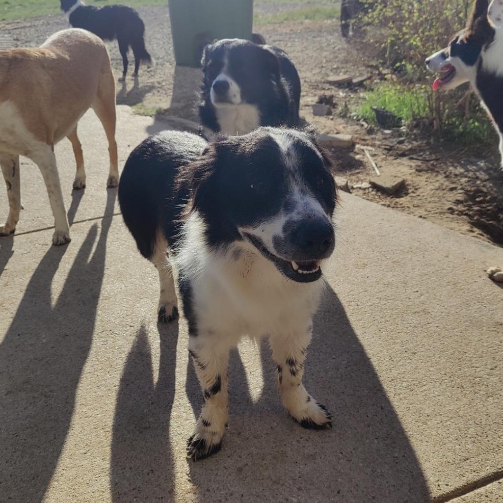 Enlarge Luke, a Adoptable mixed breed in Springtown, TX image 4/5