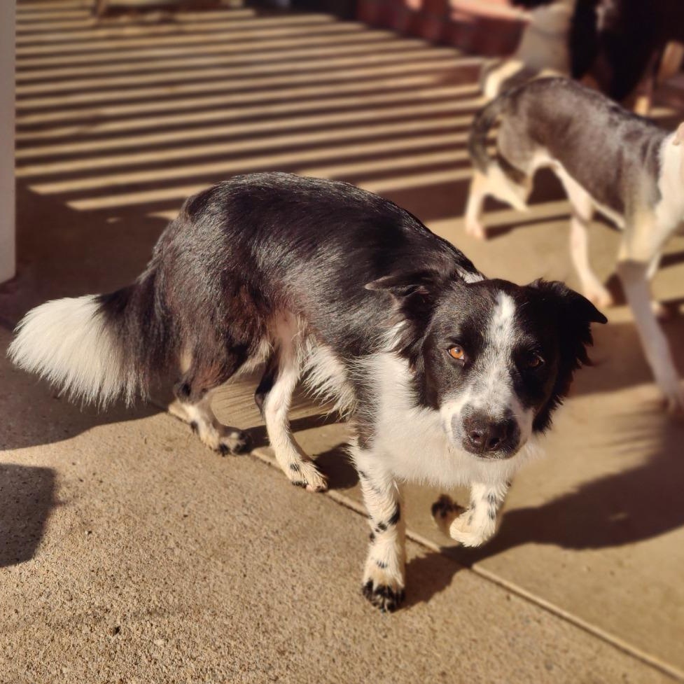 Enlarge Luke, a Adoptable mixed breed in Springtown, TX image 5/5