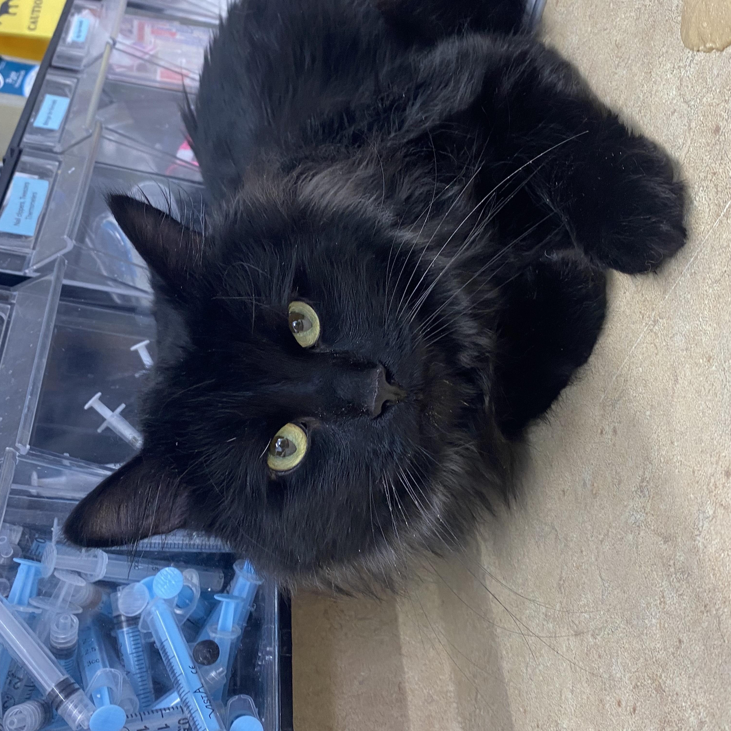 Enlarge Buster, a ADOPTABLE Domestic Long Hair in Belleville, MI image 2/2