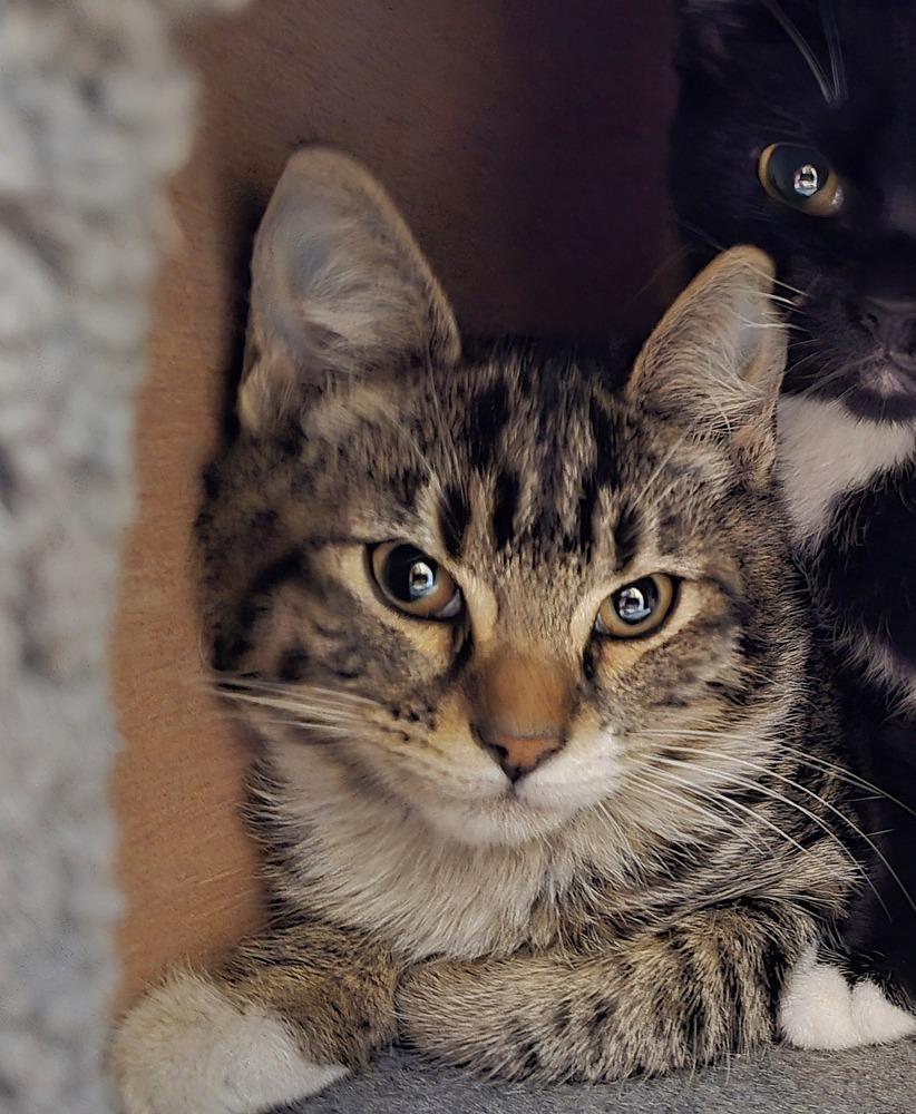 Vandal, Adoptable, Adult Female Domestic Short Hair.