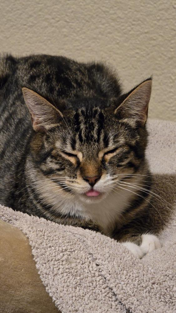 Enlarge Vandal, a Adoptable mixed breed in Vancouver, WA image 4/5