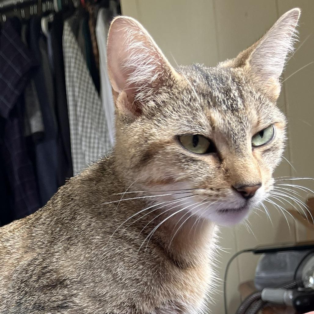JoJo, Adoptable, Kitten Female Domestic Short Hair.