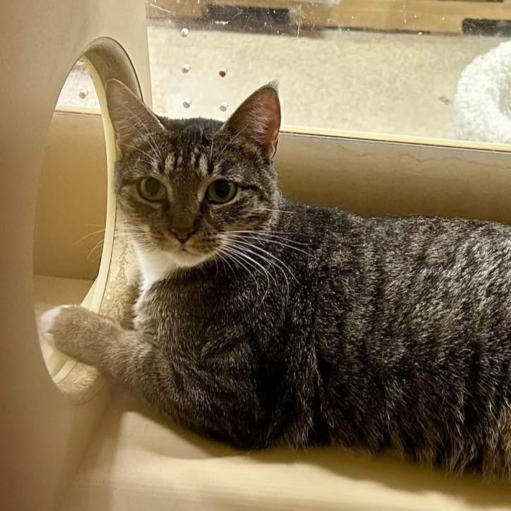 Enlarge Bacon, a Adoptable Domestic Short Hair in Brevard, NC image 1/2