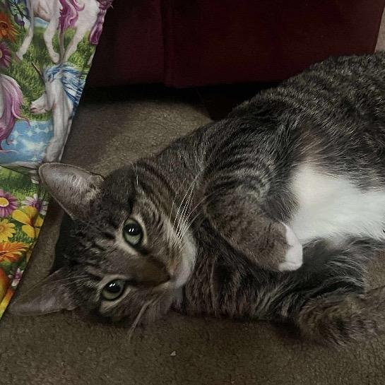 Enlarge Bacon, a Adoptable Domestic Short Hair in Brevard, NC image 2/2