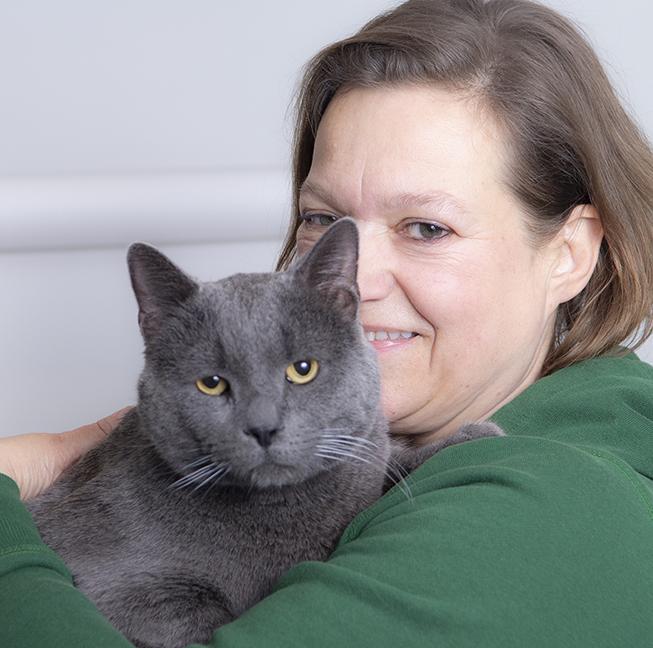 Greyson, ADOPTABLE, Adult Male Domestic Short Hair.