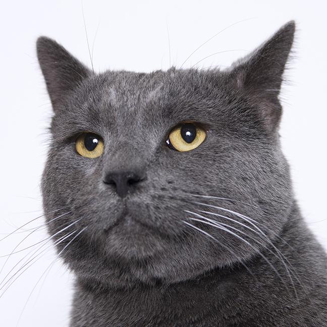 Enlarge Greyson, a ADOPTABLE Domestic Short Hair in Chicago, IL image 4/5