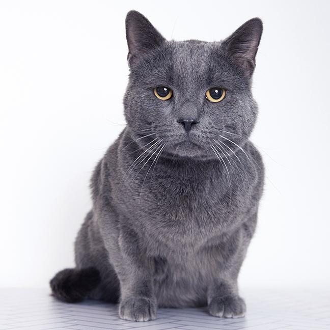 Enlarge Greyson, a ADOPTABLE Domestic Short Hair in Chicago, IL image 2/5