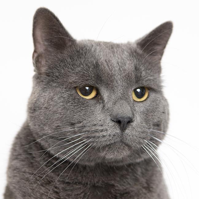 Enlarge Greyson, a ADOPTABLE Domestic Short Hair in Chicago, IL image 5/5