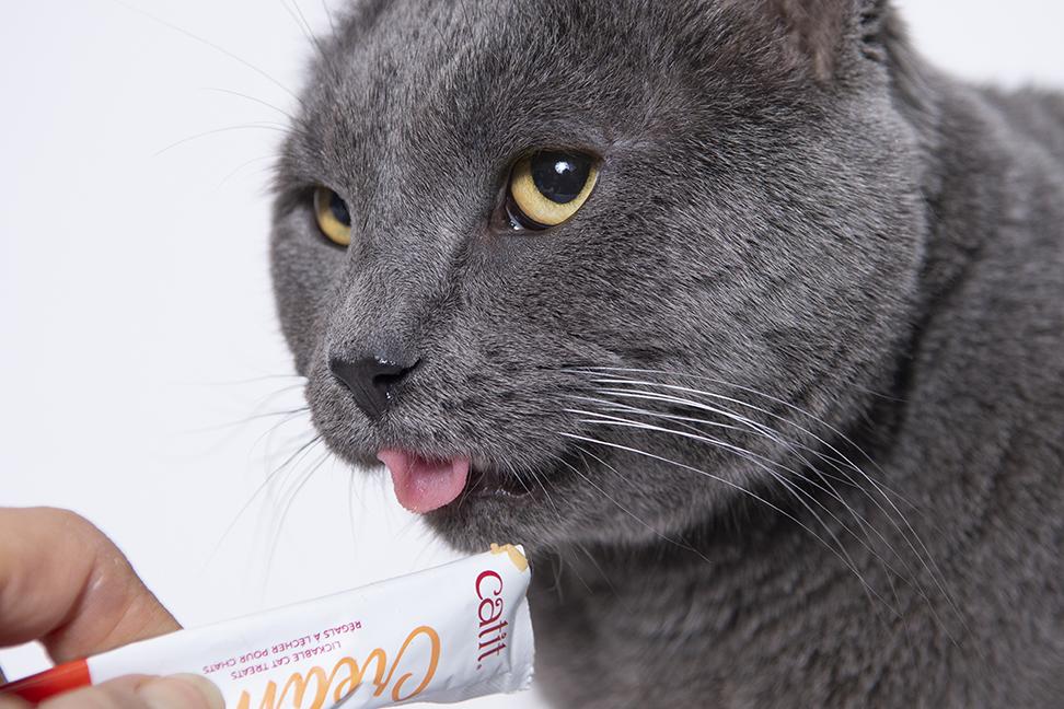 Enlarge Greyson, a ADOPTABLE Domestic Short Hair in Chicago, IL image 3/5