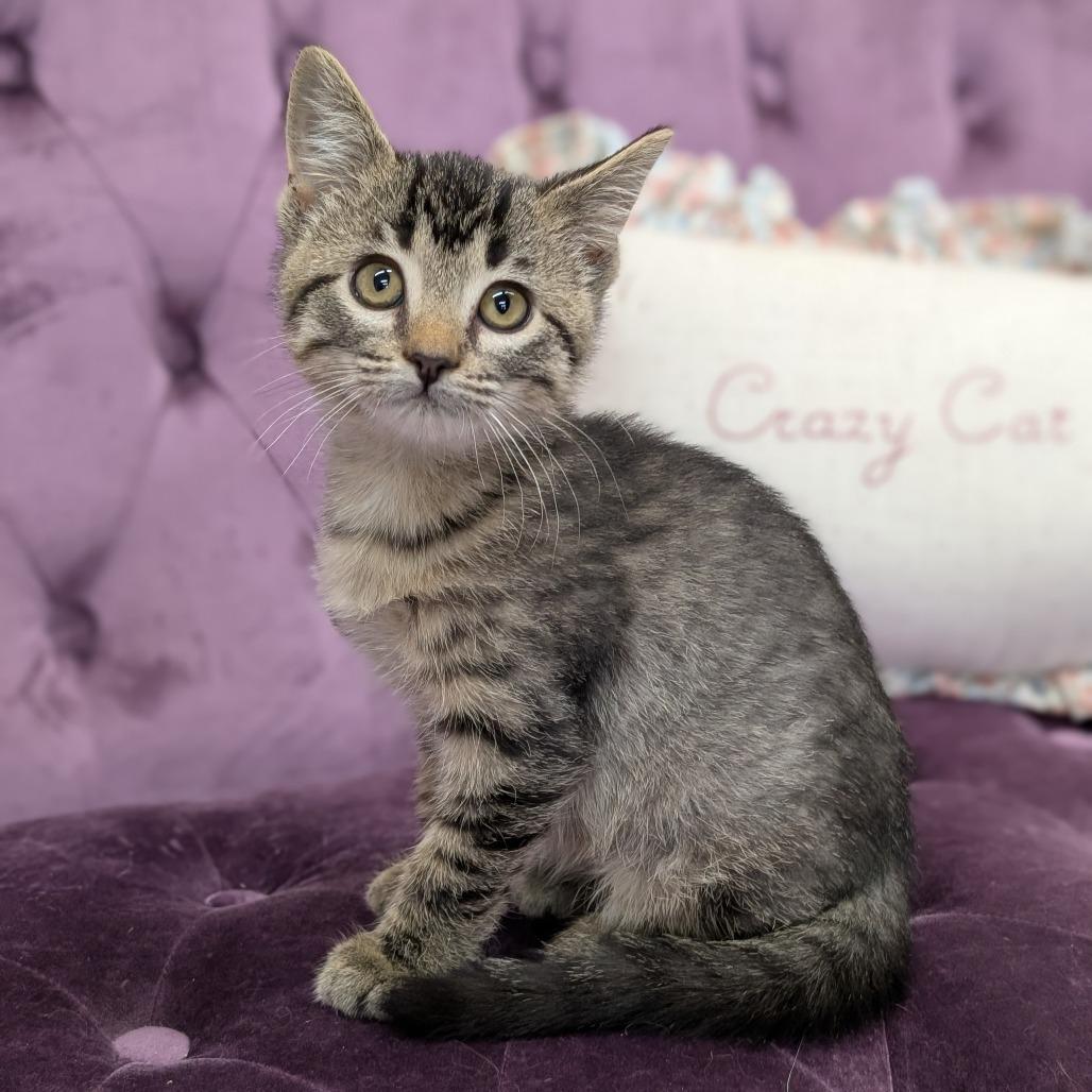 Enlarge Raisin, a Adoptable Domestic Short Hair in Nowata, OK image 1/3