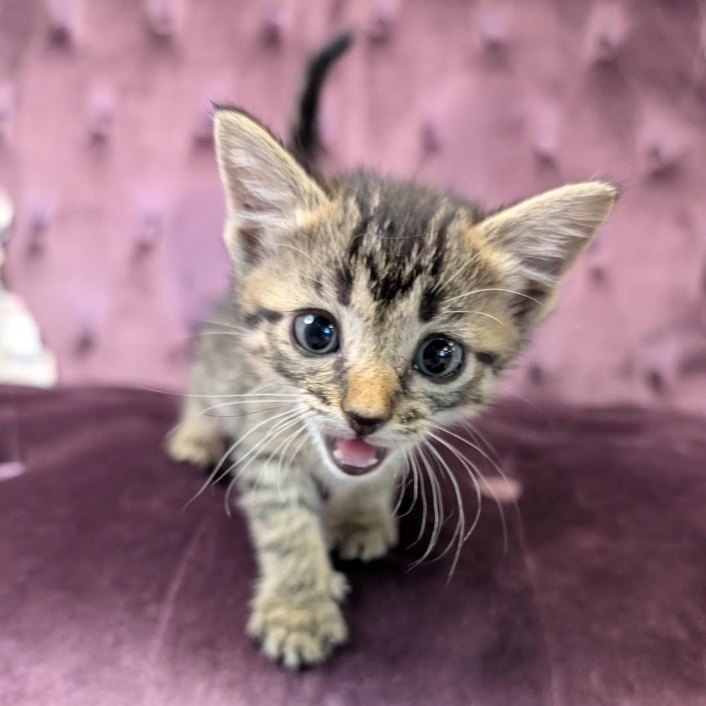 Enlarge Raisin, a Adoptable Domestic Short Hair in Nowata, OK image 2/3
