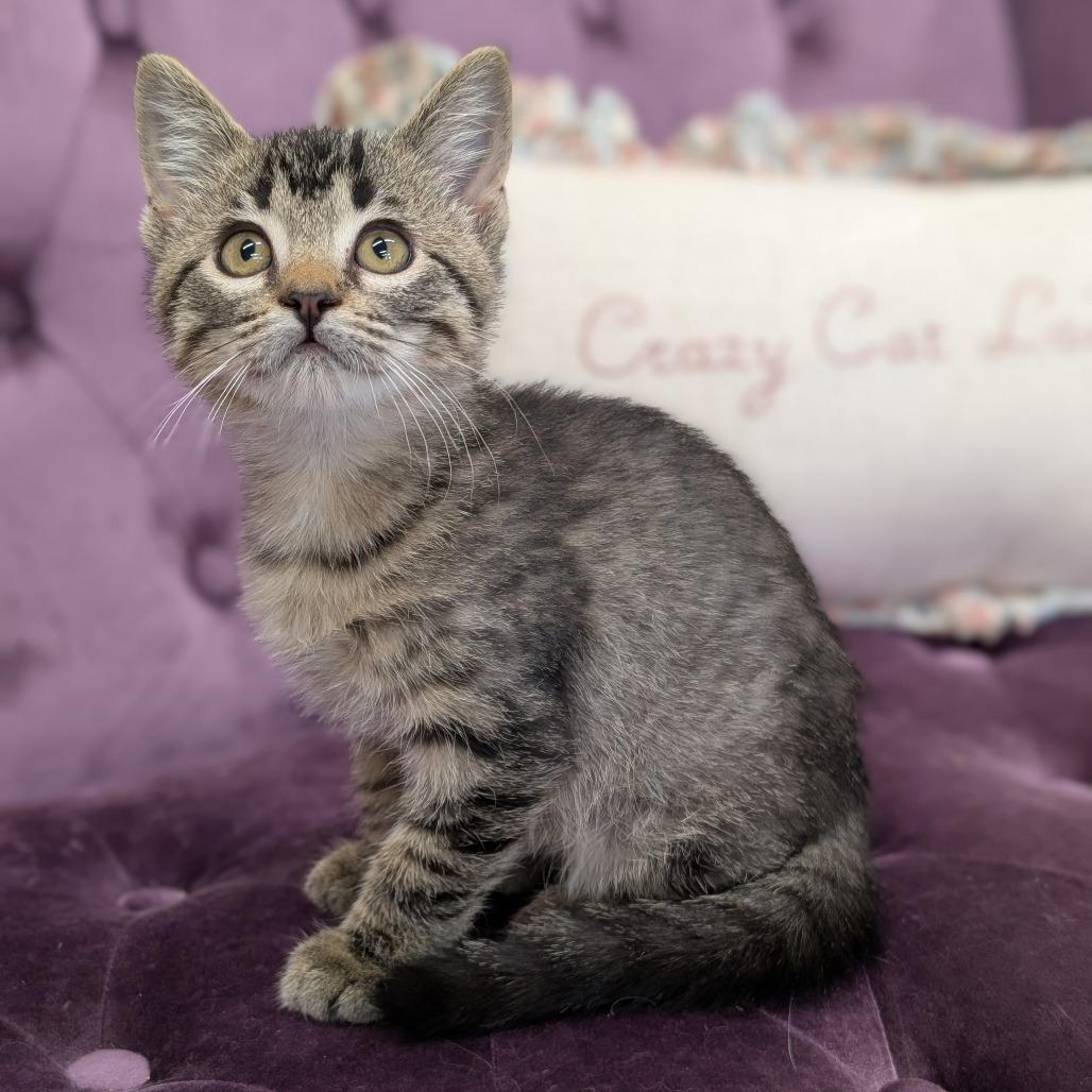 Enlarge Raisin, a Adoptable Domestic Short Hair in Nowata, OK image 3/3