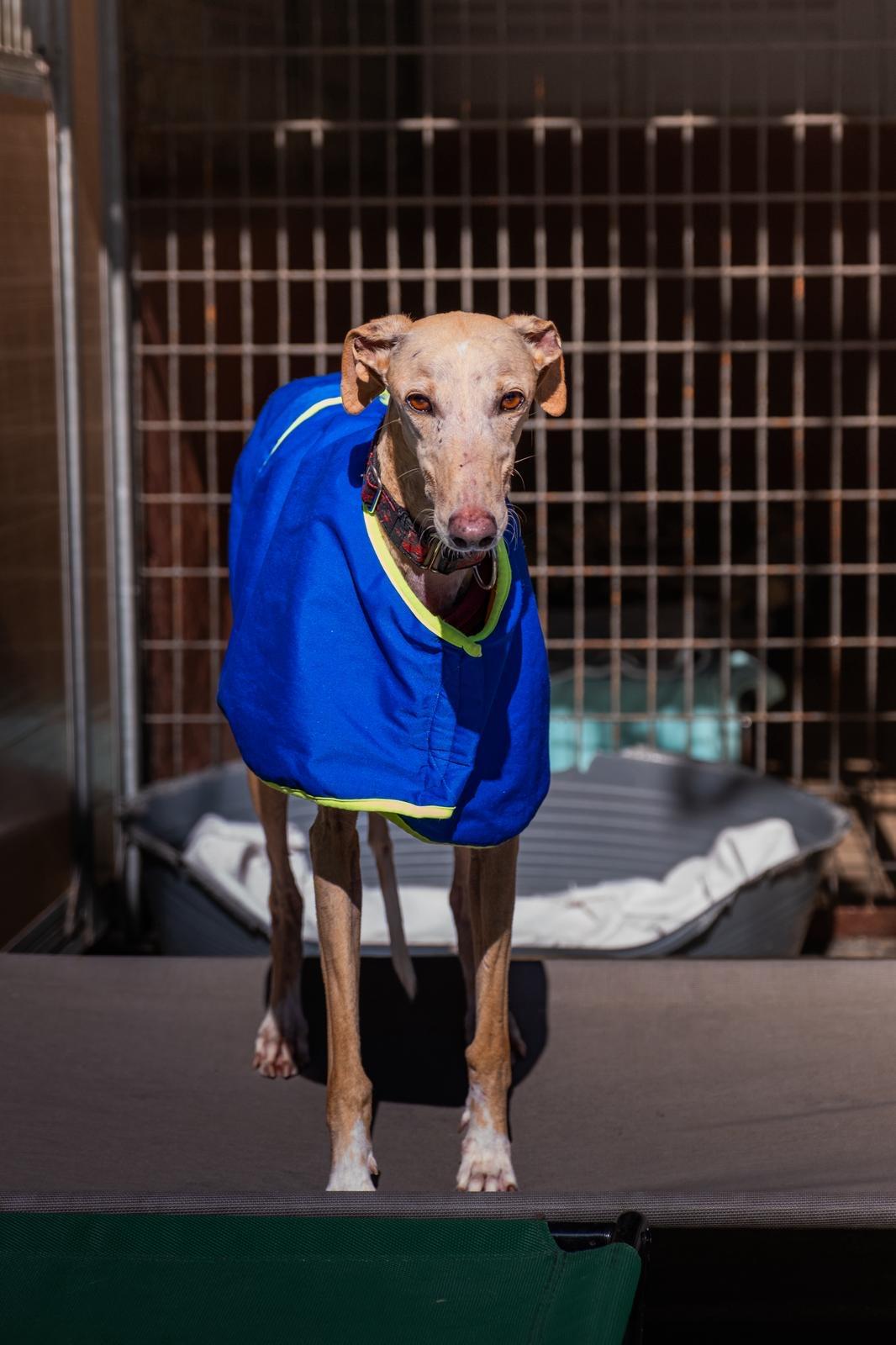 Enlarge Rubia, a ADOPTABLE Galgo Spanish Greyhound in Winter Park, FL image 1/1