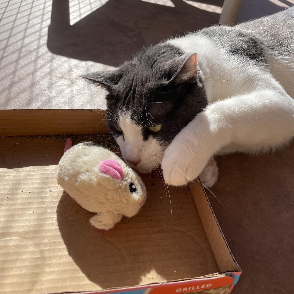 Diver — thumbnail 2