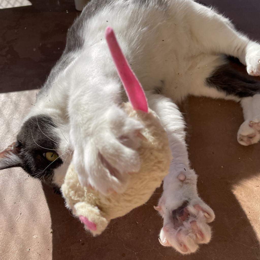 Diver — thumbnail 3