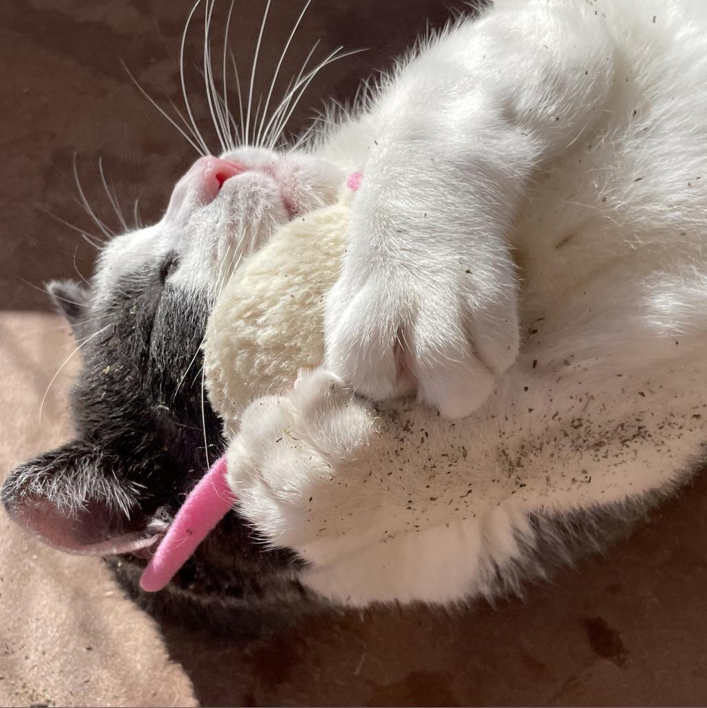 Diver — thumbnail 6