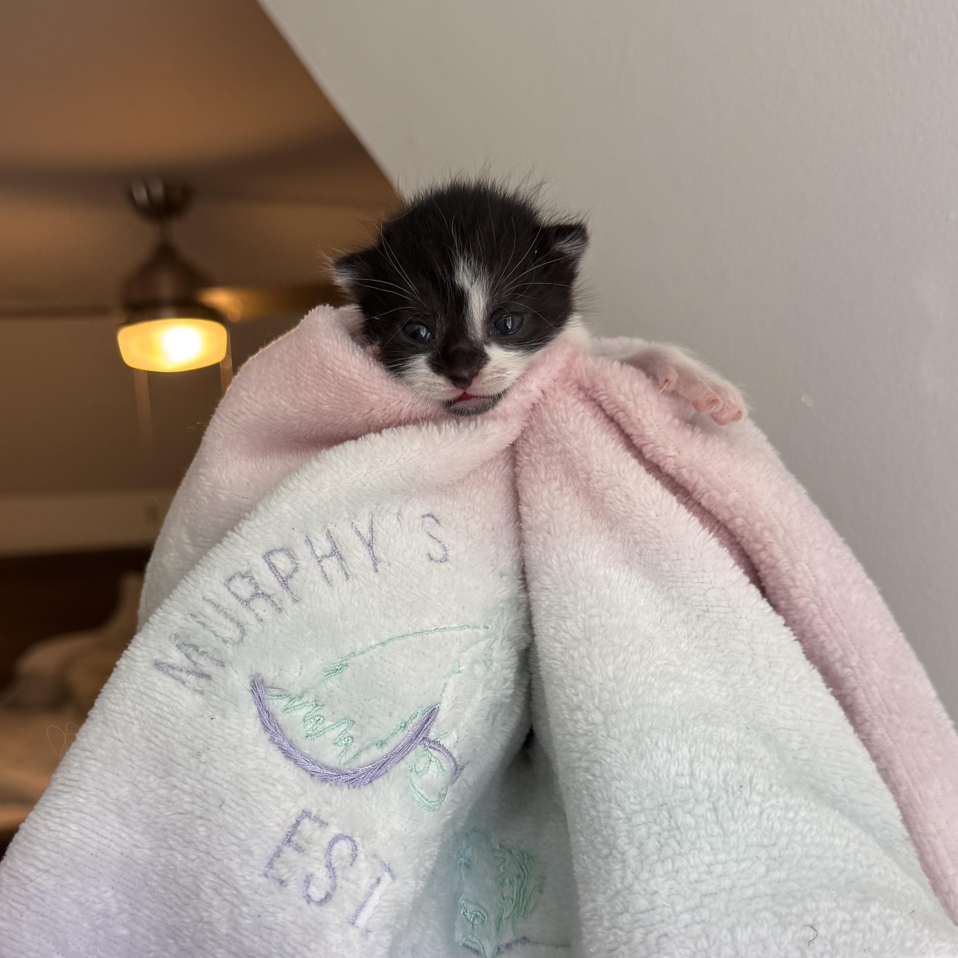 Enlarge Meeny, a Adoptable Domestic Short Hair in Greensboro, NC image 3/3