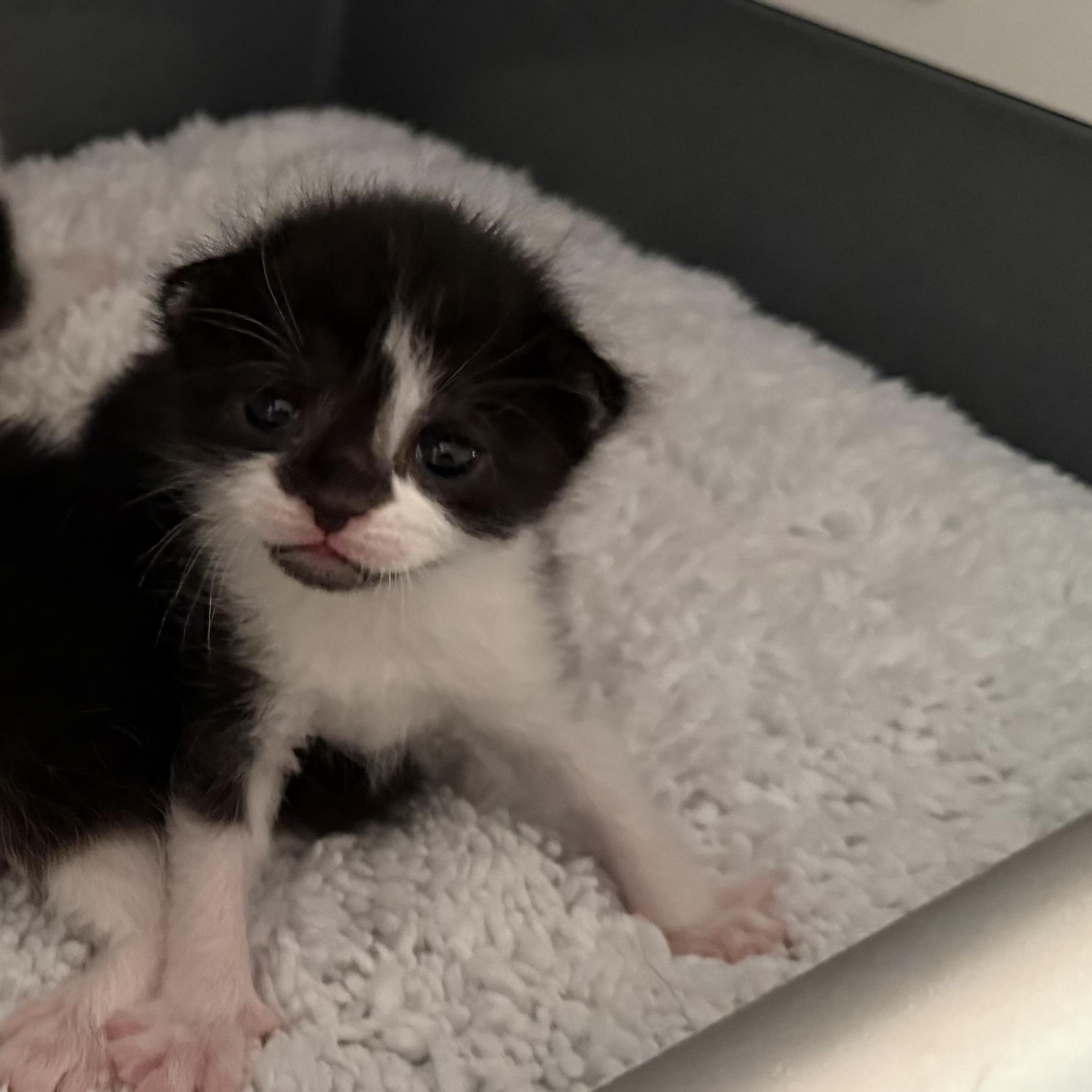 Meeny, Adoptable, Kitten Male Domestic Short Hair.