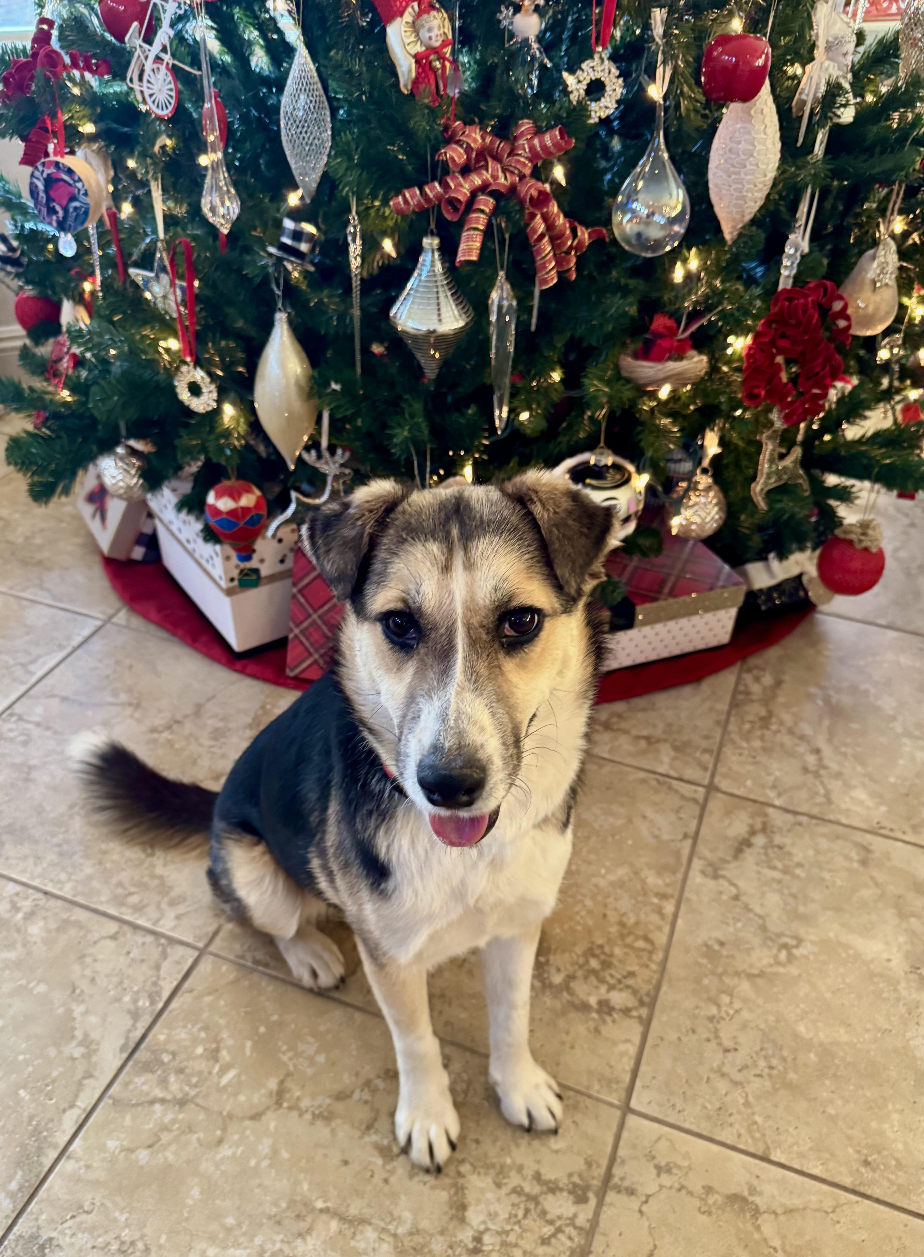 Casey, Adoptable, Young Female Mixed Breed.