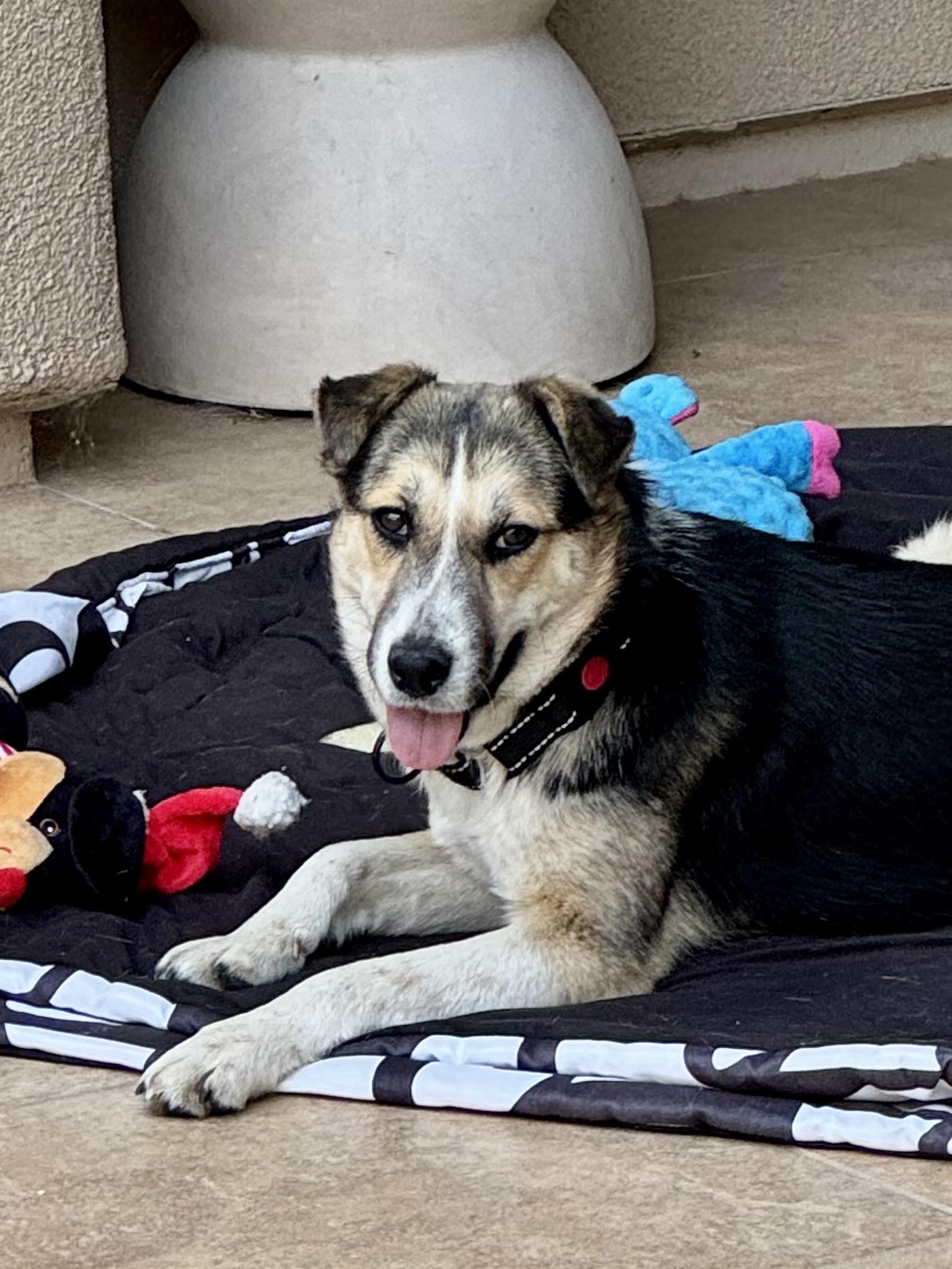 Casey, Adoptable, Young Female Mixed Breed.