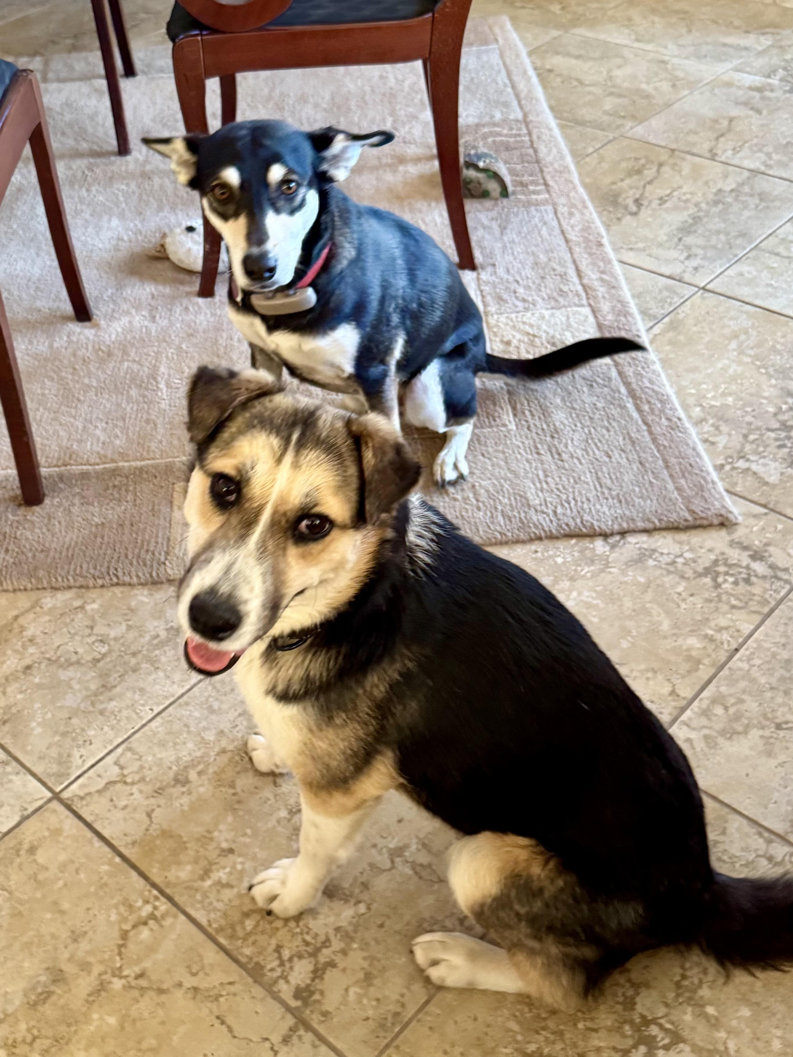 Enlarge Casey, a Adoptable mixed breed in Tucson, AZ image 3/6