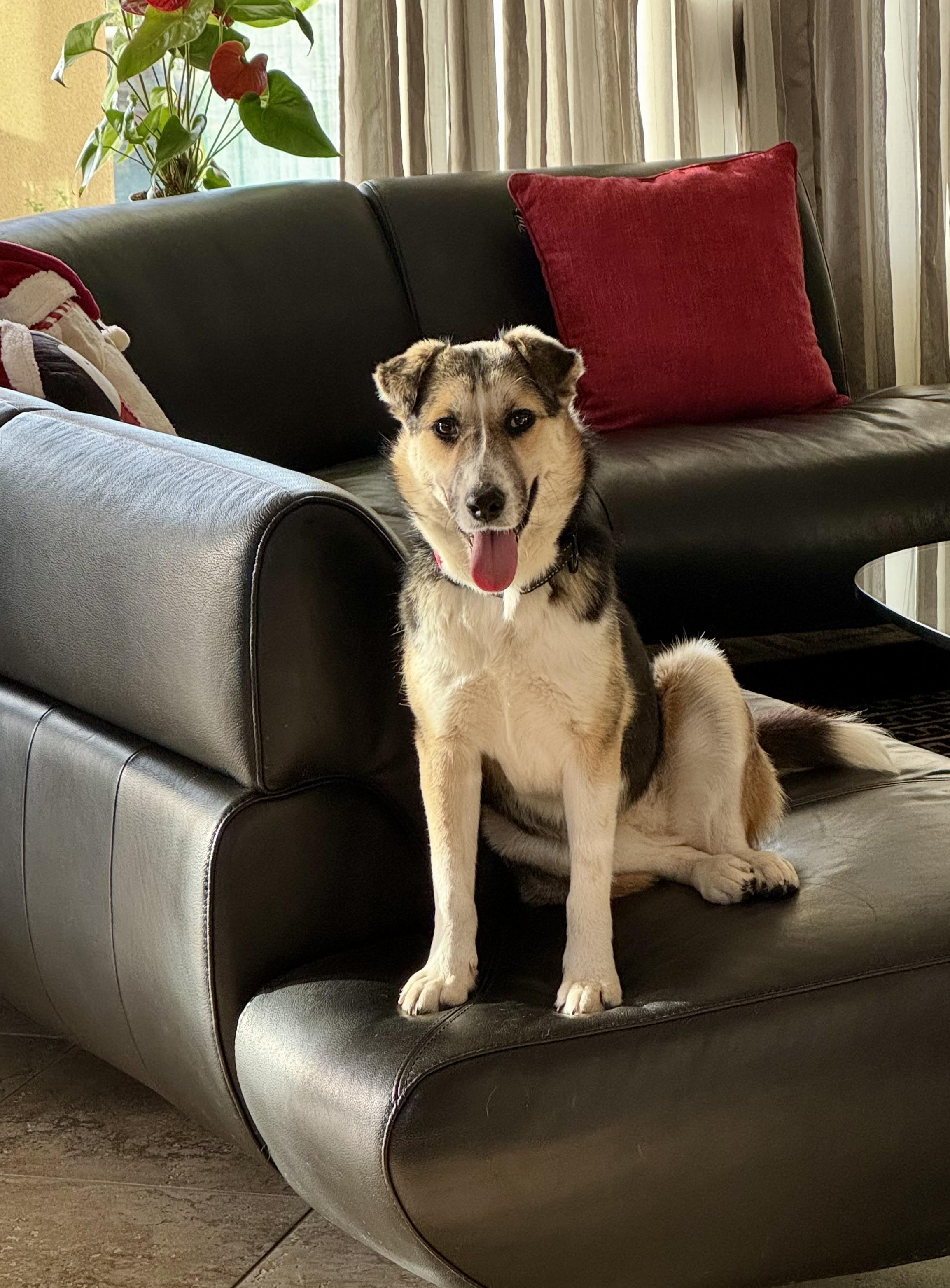 Enlarge Casey, a Adoptable mixed breed in Tucson, AZ image 4/6