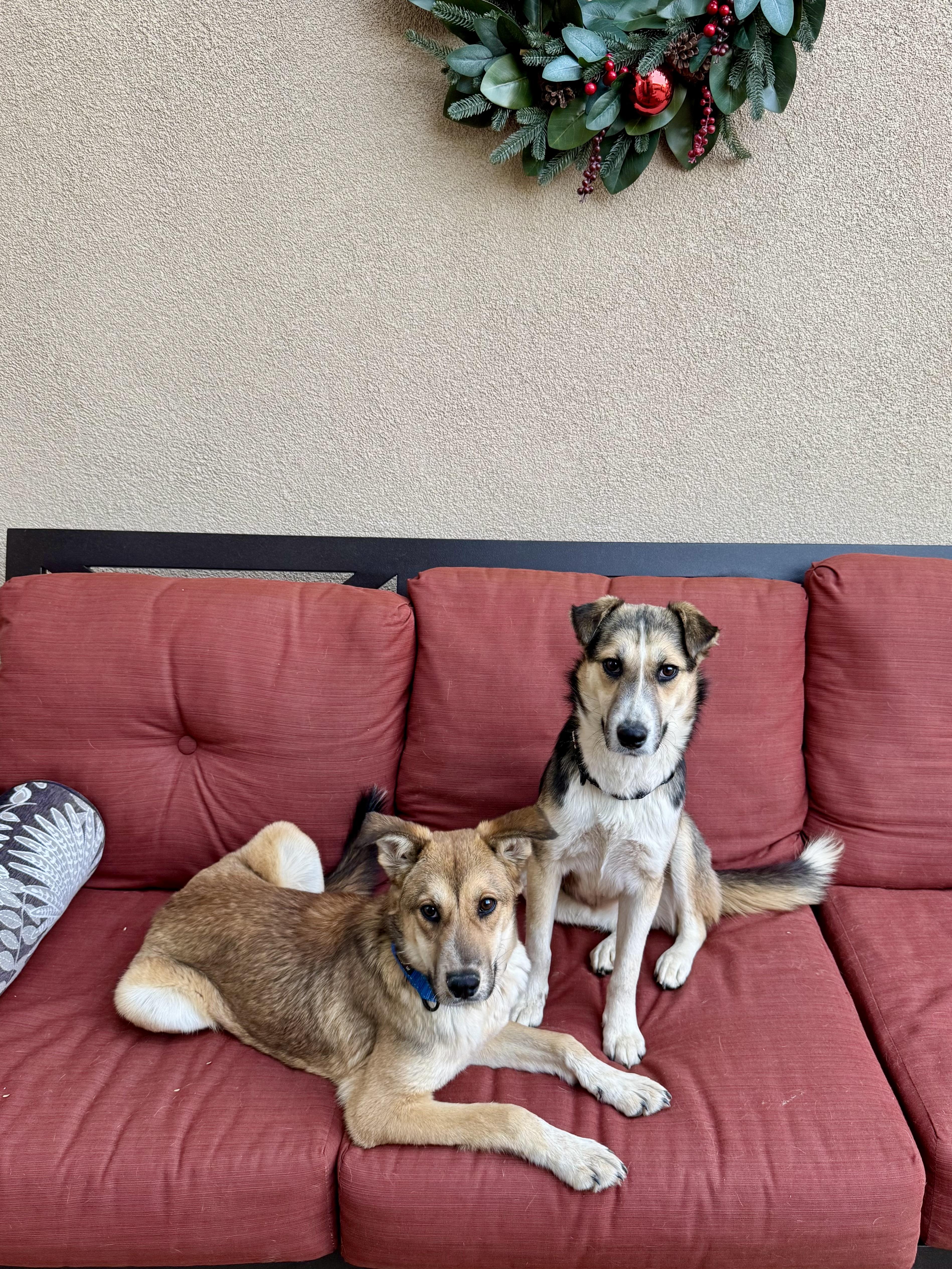 Enlarge Casey, a Adoptable mixed breed in Tucson, AZ image 5/6