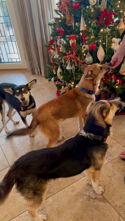 Enlarge Casey, a Adoptable mixed breed in Tucson, AZ video 6/6