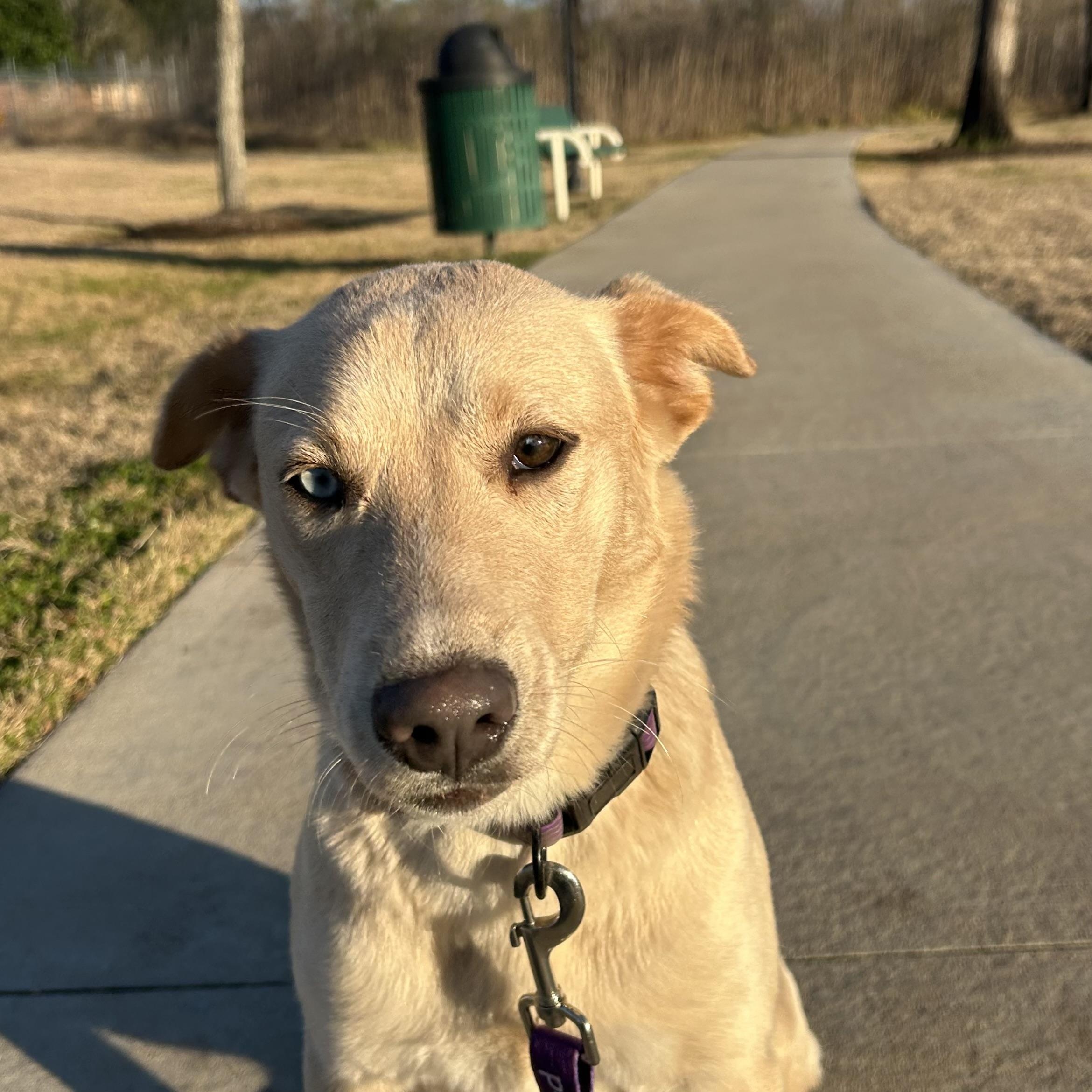 Enlarge Sunny, a Adoptable mixed breed in Indianapolis, IN image 4/6