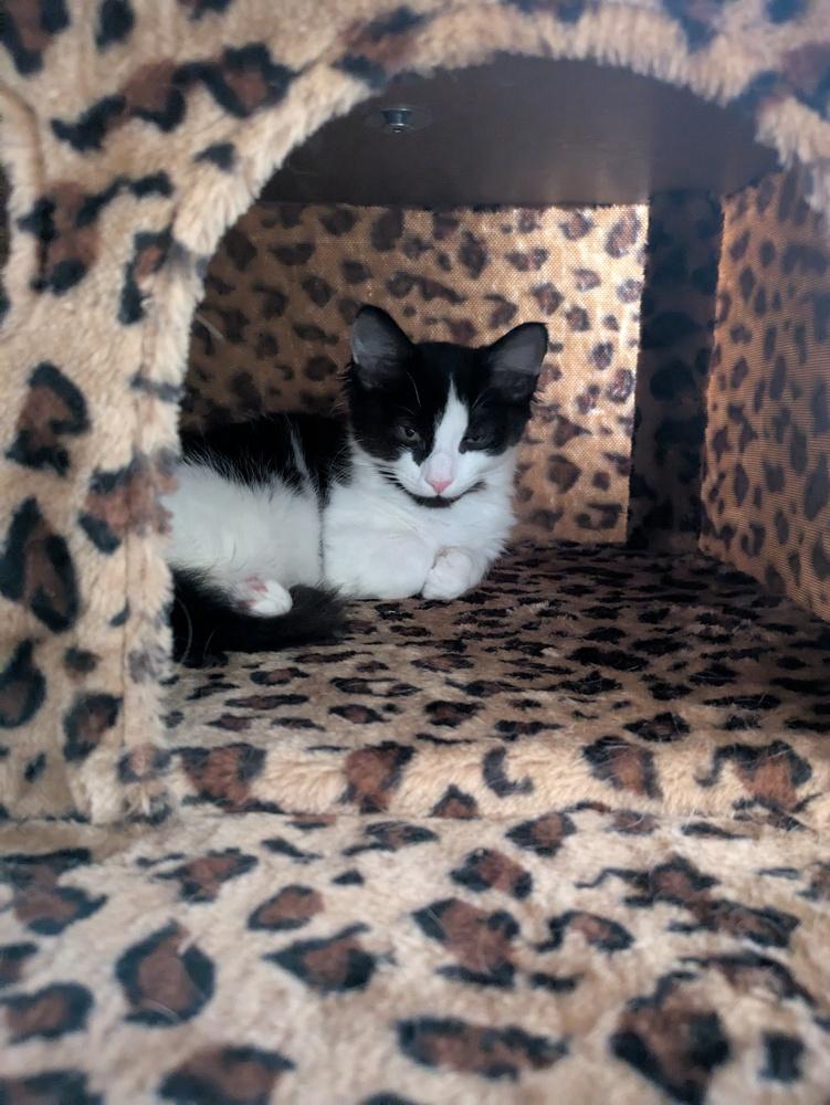 Bernard(kitten) must go with Gracie, Adoptable, Kitten Male Domestic Short Hair.