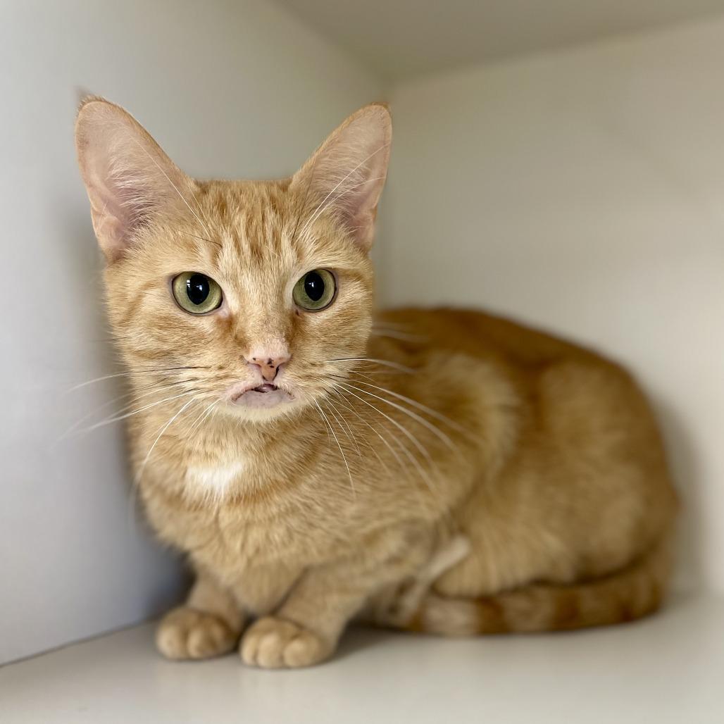 Michele, Adoptable, Adult Female Domestic Short Hair.