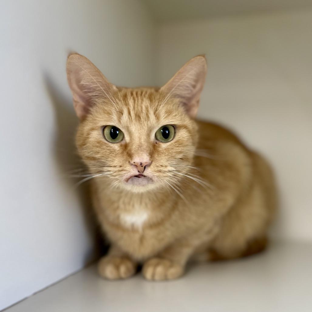 Enlarge Michele, a Adoptable Domestic Short Hair in Champaign, IL image 2/3