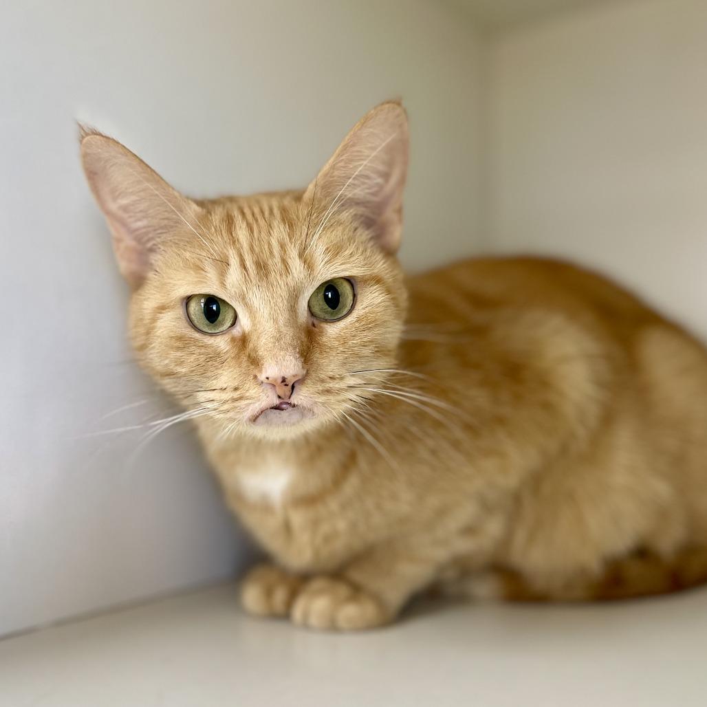 Enlarge Michele, a Adoptable Domestic Short Hair in Champaign, IL image 3/3